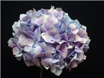 Lavender Hydrangeaceae