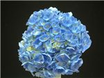 Light Blue Hydrangeaceae