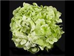 Lime Green Hydrangeaceae