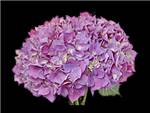 Neon Lavender - Green Hydrangeaceae