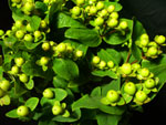 Green Hypericum