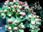 Peach Hypericum