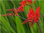 Lucifer Iridaceae