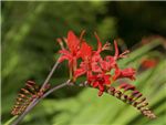 Montbretia Red Iridaceae