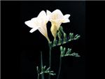White Iridaceae