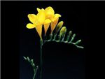 Yellow Iridaceae