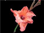 Coppertone Iridaceae