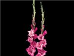 Hot Pink Iridaceae