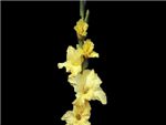 Jester Gold Iridaceae