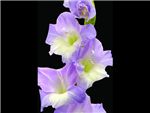 Lavender Riviera Iridaceae