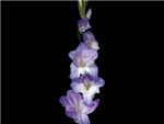 Lavender Iridaceae