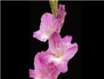 Lavender Waterlefe Iridaceae