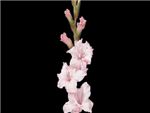 Lite Pink Iridaceae