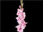 Medium Pink Iridaceae