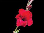 Gladiola Standard Merlot