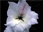 Nirit White Iridaceae