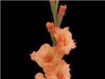Orange New Celine Iridaceae