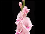 Pink Tampico Iridaceae