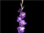 Purple Iridaceae