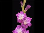 Purple Violetta Iridaceae