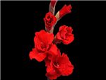 Red Neils Iridaceae