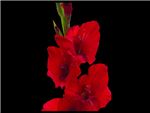 Red Scarlet Iridaceae