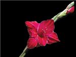 Ruby Iridaceae