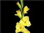 Sunshine Yellow Iridaceae
