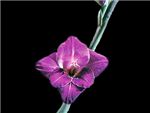 Violetta Iridaceae