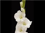 White Cascade Iridaceae