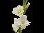 White Mammoth Iridaceae