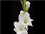 White Rainier Iridaceae