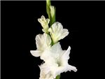 White Sierra Snow Iridaceae
