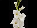 White Silver Queen Iridaceae