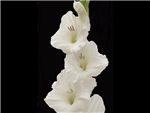 White T 200 Iridaceae