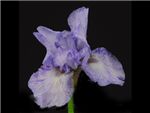 Bearded Light Blue Iridaceae