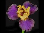 Bearded Purple Iridaceae