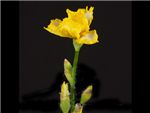 Bearded Yellow Iridaceae