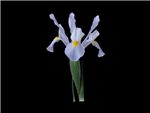 Beauregarde Iridaceae