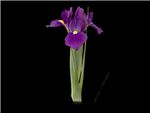 Cannes Iridaceae