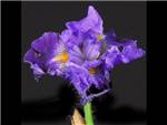 Iris Bearded Blue Iridaceae