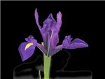 Purple Iridaceae