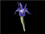 San Mateo Iridaceae