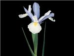 Silver Beauty Iridaceae