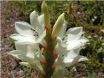 Humilis Iridaceae