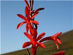 Meriana Iridaceae