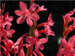 Red Iridaceae