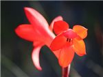 Stenosiphon Iridaceae
