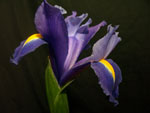 Blue Diamond Iris