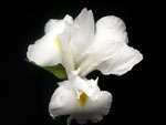 Casablanca Iris